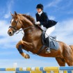 Equestrian
