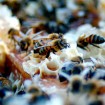 Beekeeping