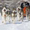 Dog Sledding