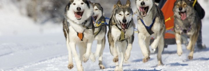Dog Sledding