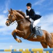 Equestrian