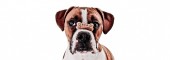 Dog Training