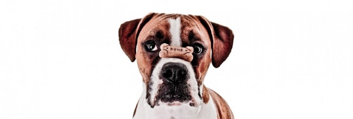 Dog Training